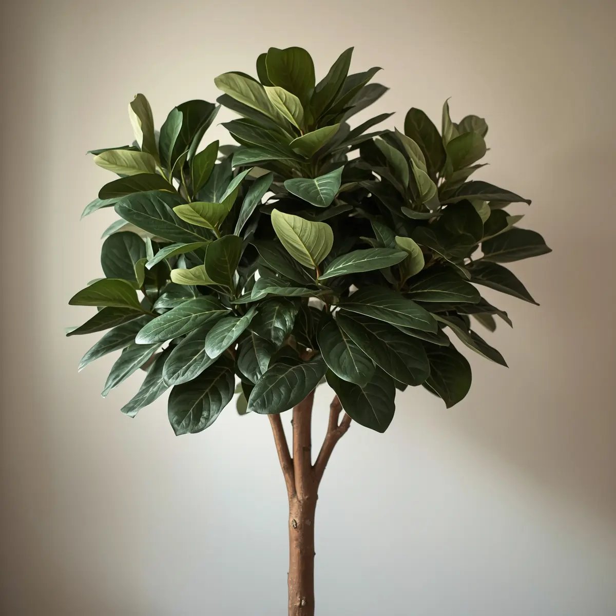 Fiddle Leaf Fig plant  